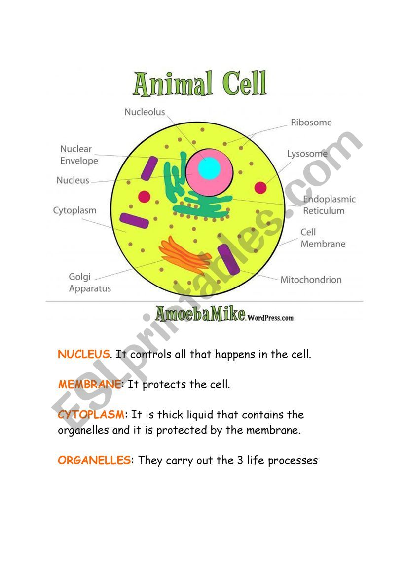 Animal and plant cell - ESL worksheet by teresahmariah Within Animal And Plant Cells Worksheet