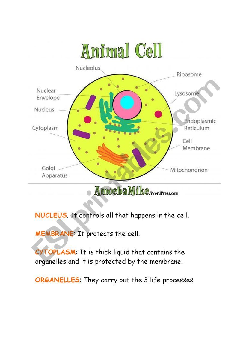 plant-and-animal-cell-diagram-worksheet