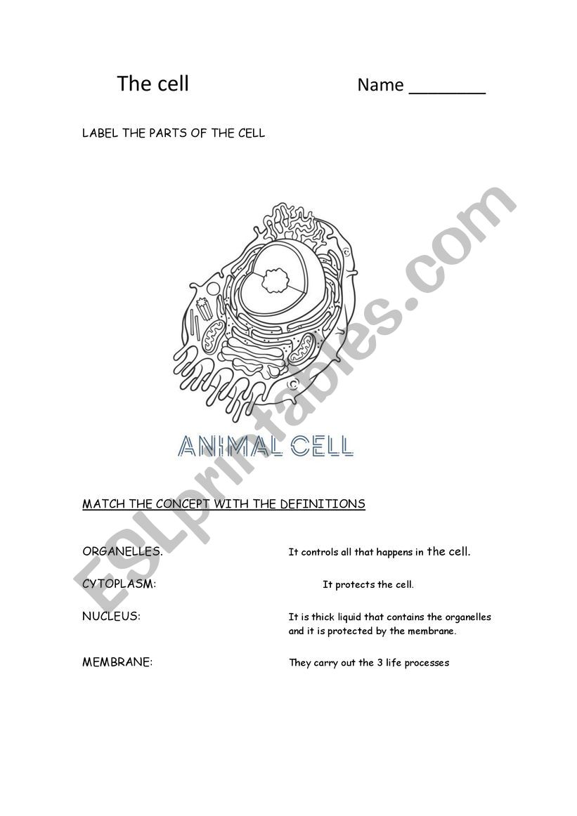 The plant and the animal cell worksheet