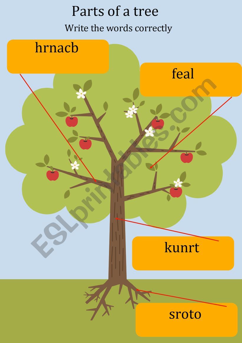 Parts of a tree worksheet worksheet