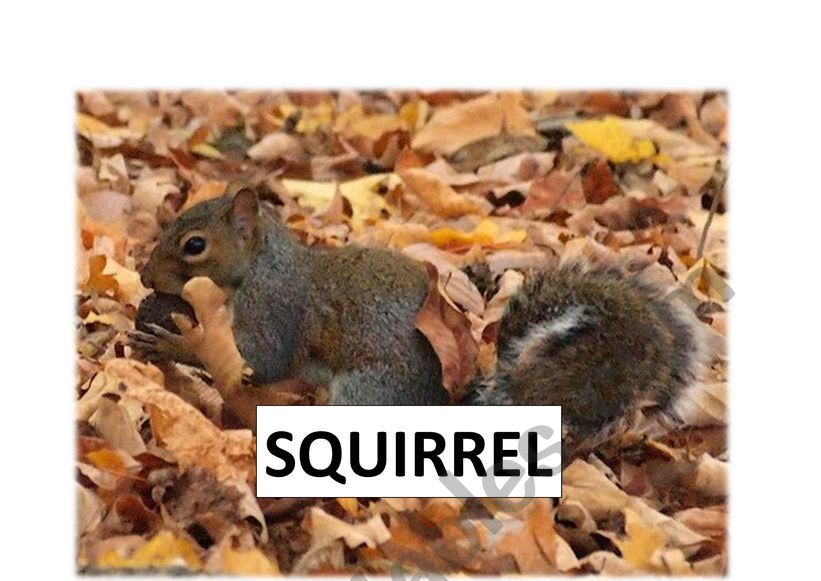 Animals Autumn worksheet