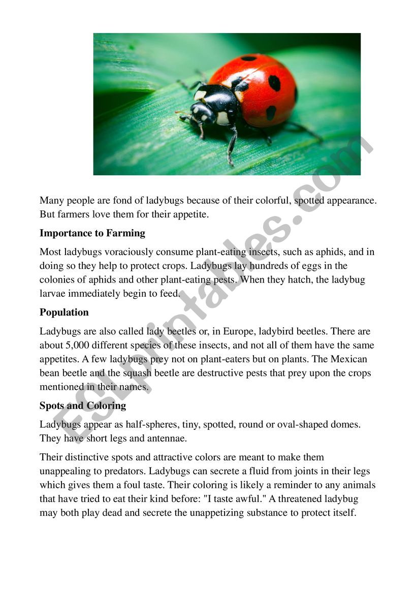 Ladybugs worksheet