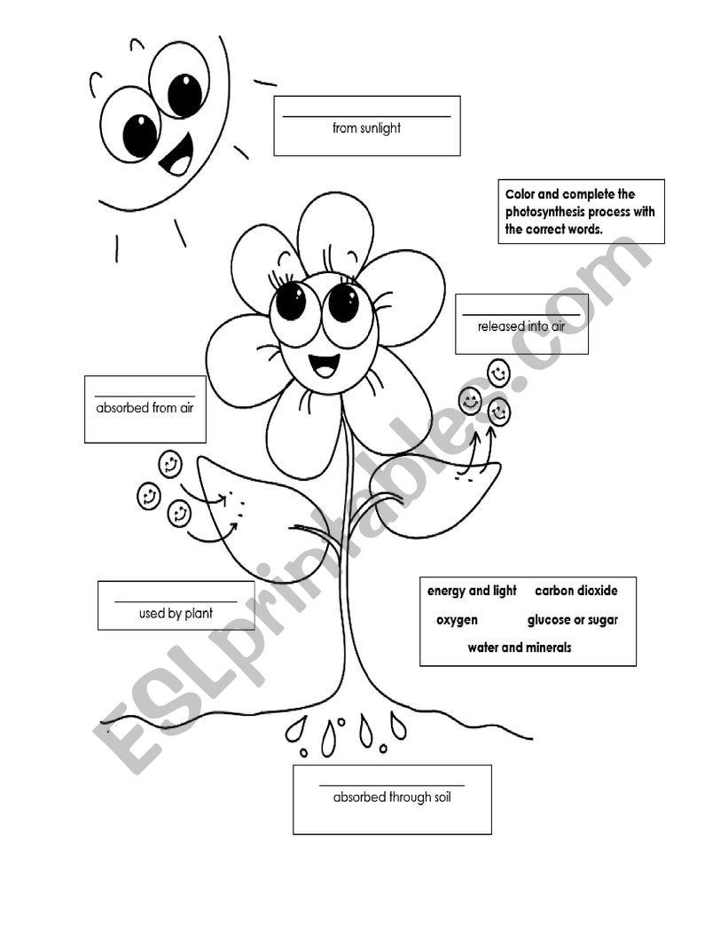 photosynthesis worksheet
