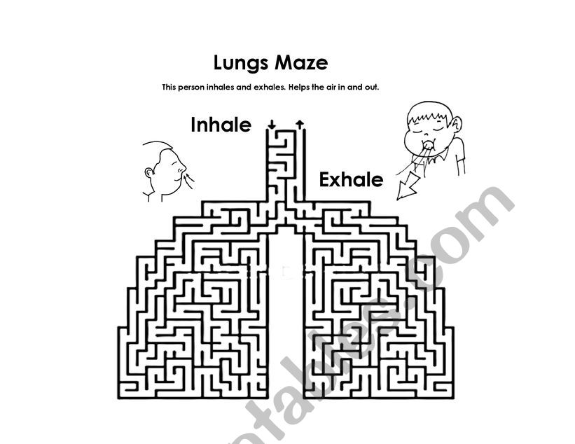 Digestive and Respiratory System maze 