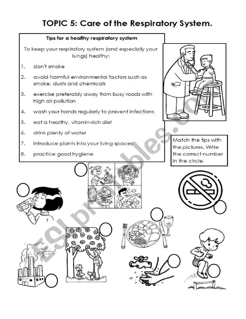 the-respiratory-system-worksheet