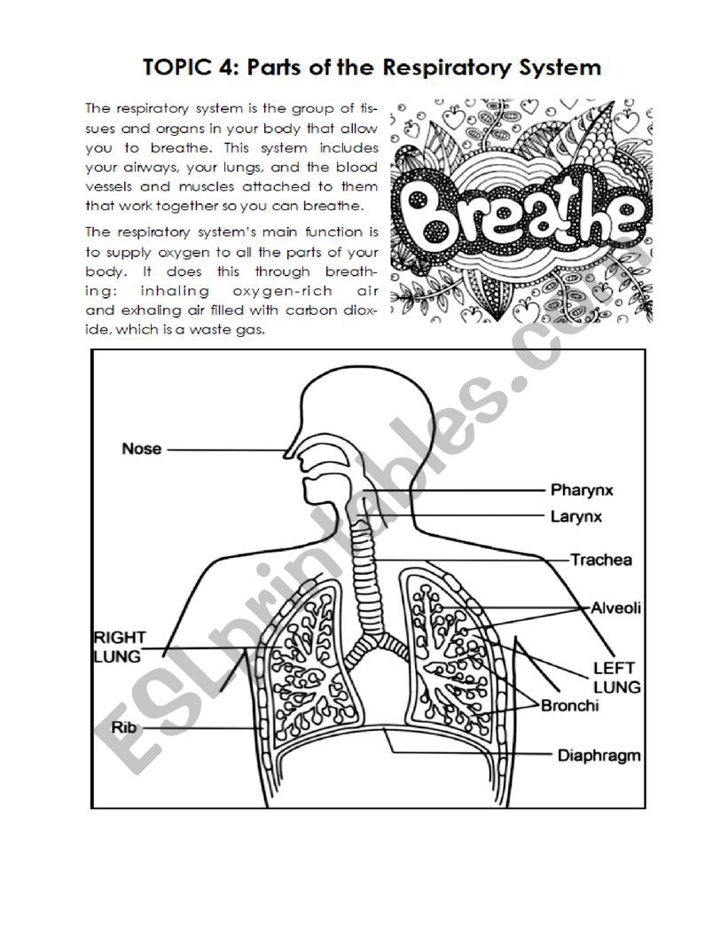 Respiratory System  worksheet