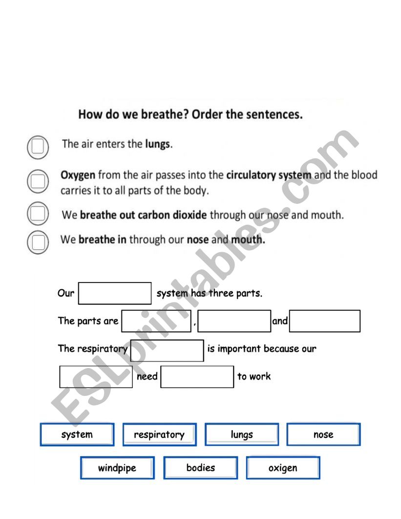 Respiratory System  worksheet