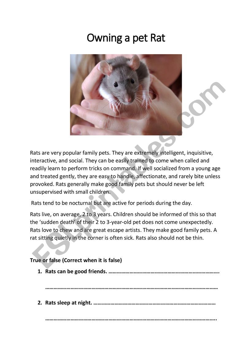 Owning a Pet Rat worksheet