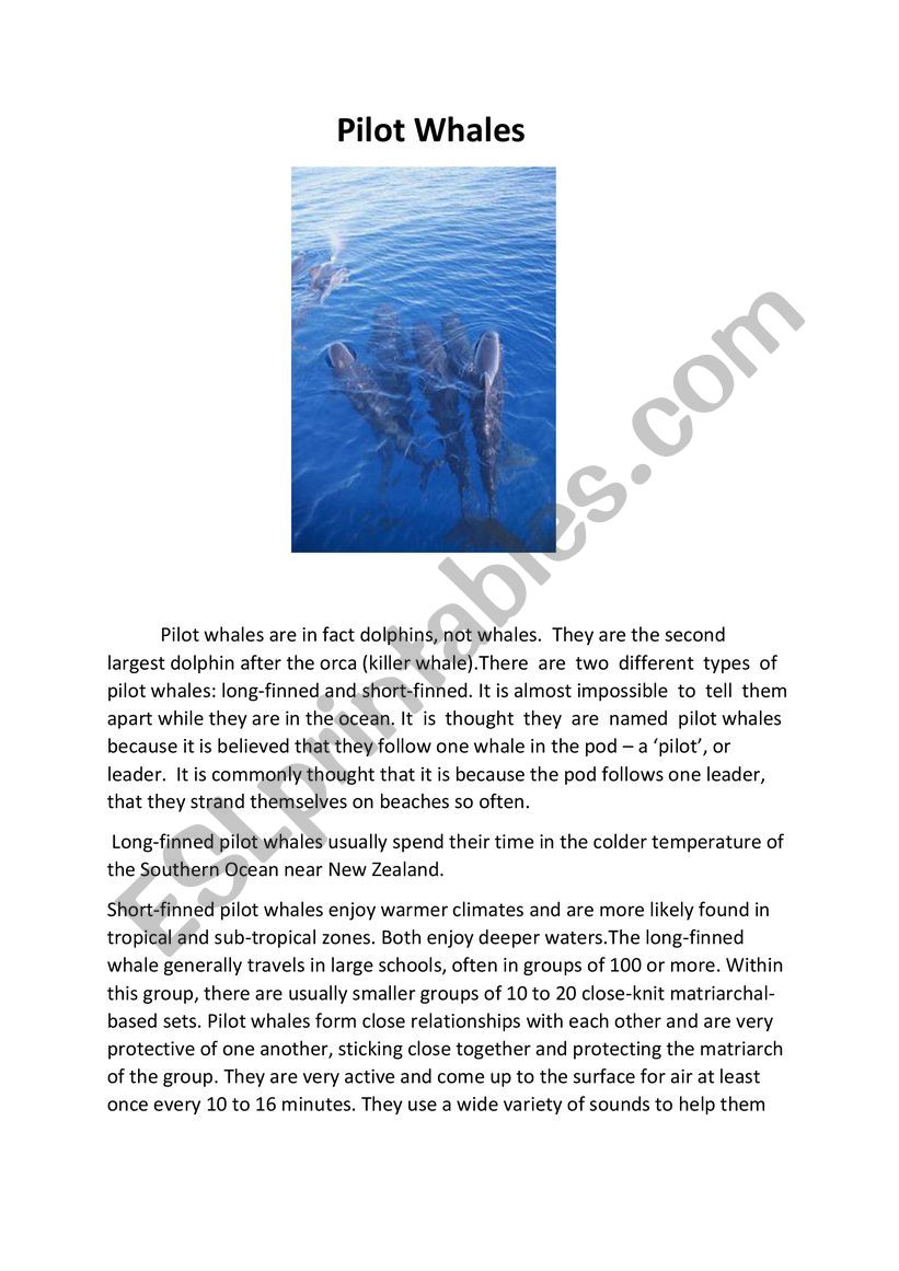 Pilot Whales worksheet