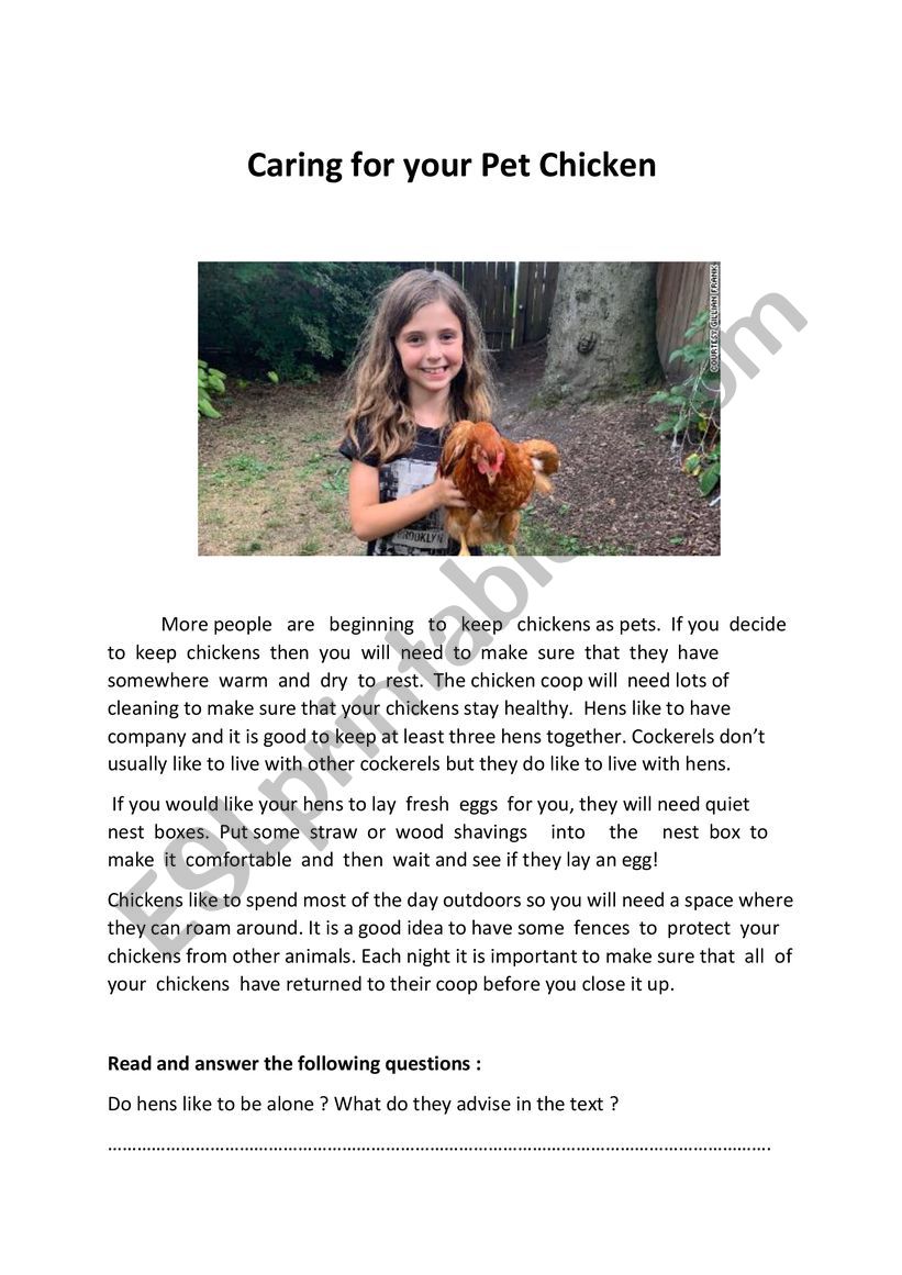 Caring for your Pet Chicken worksheet
