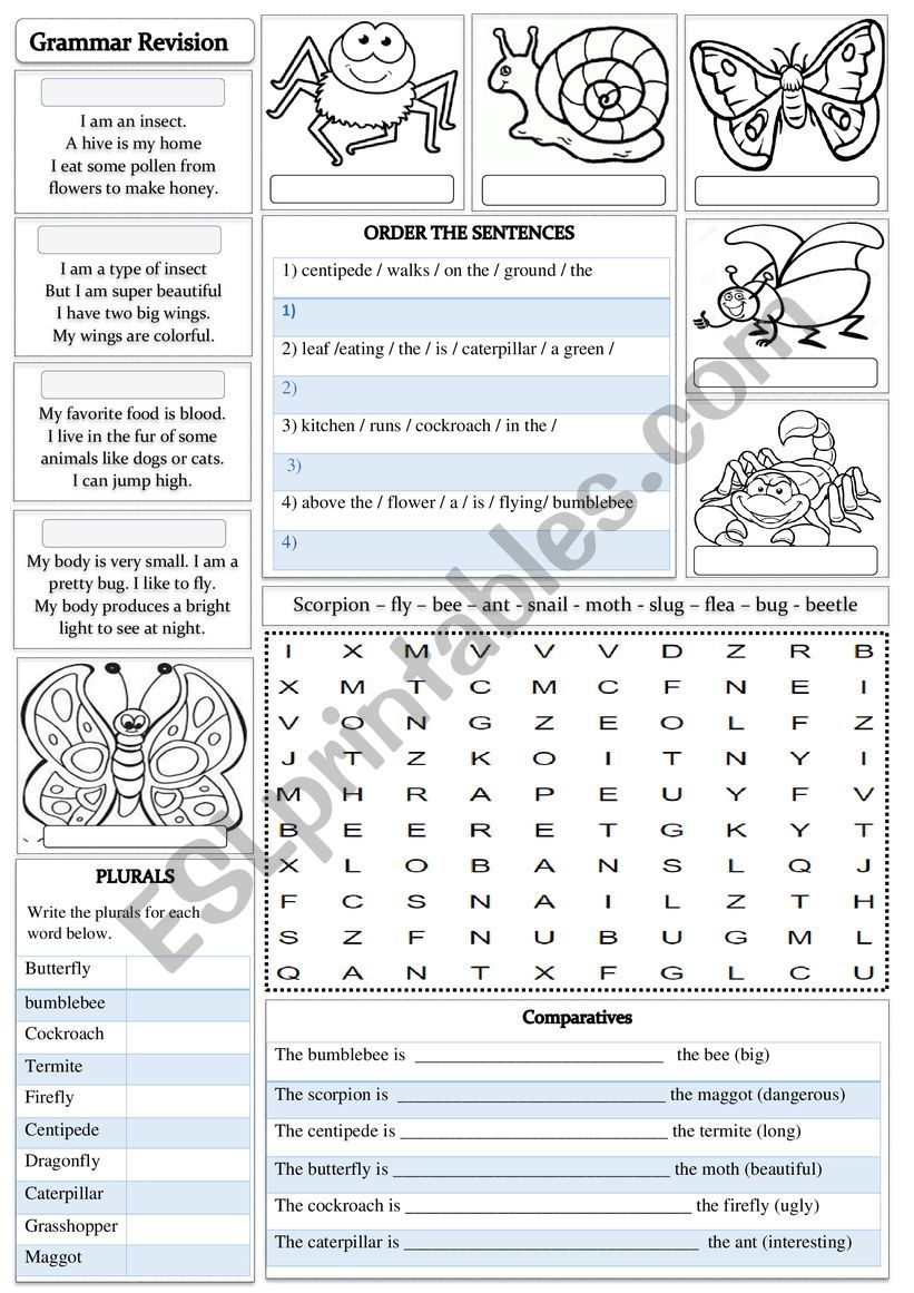INSECTS  worksheet