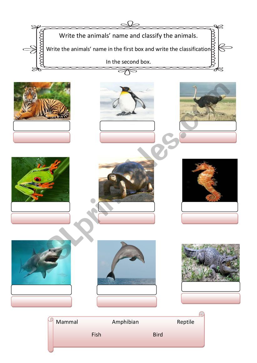 Animal name and classification
