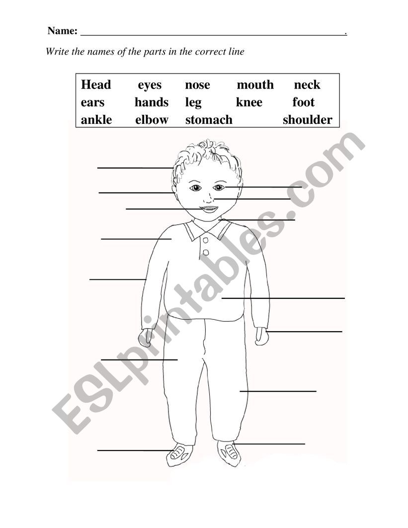 Parts of the body worksheet