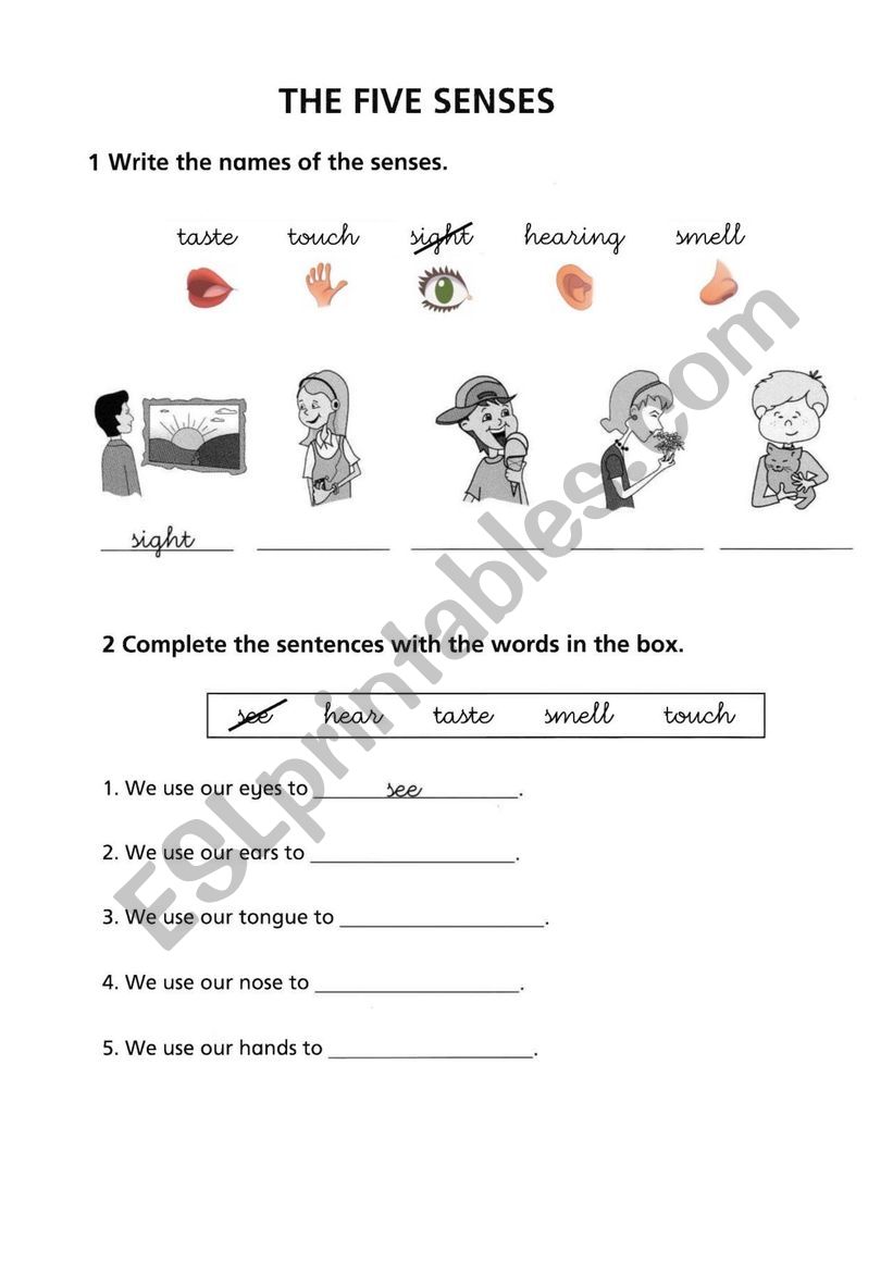 The five senses worksheet