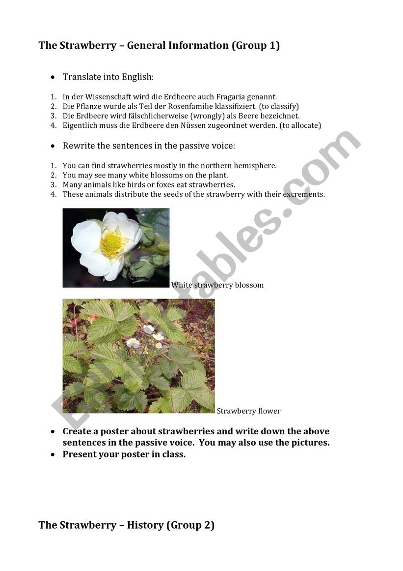 California Strawberry - Active and Passive