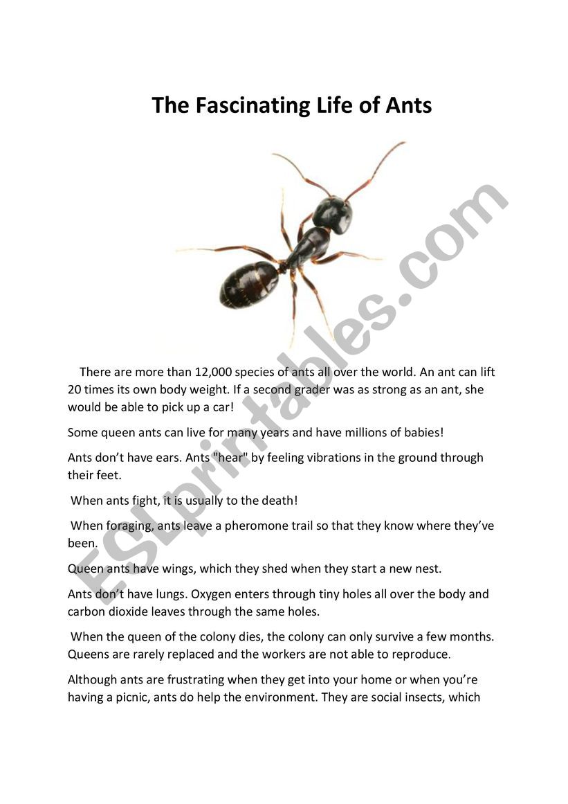 The Fascinating Life of Ants worksheet