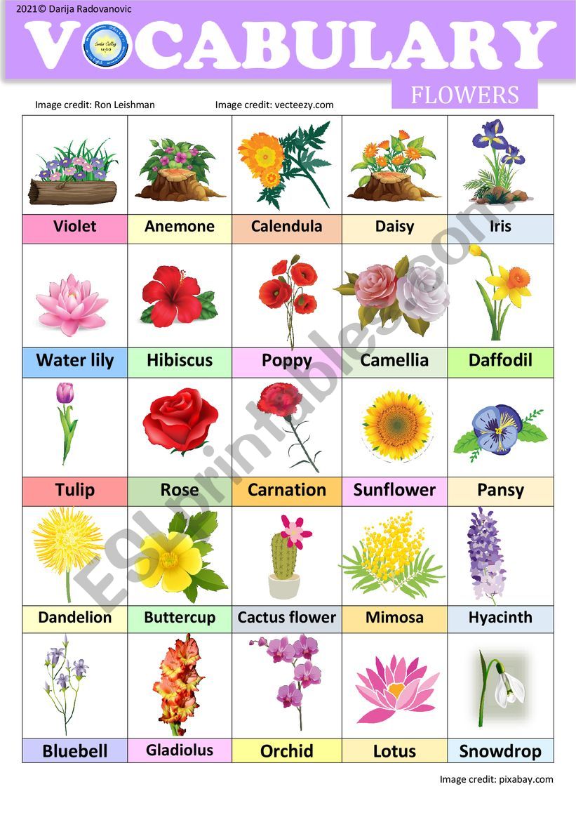 Flowers - Vocabulary - ESL worksheet by dackala