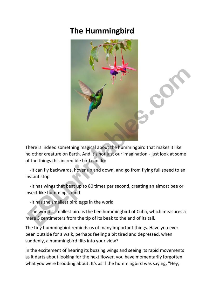 The Hummingbird worksheet