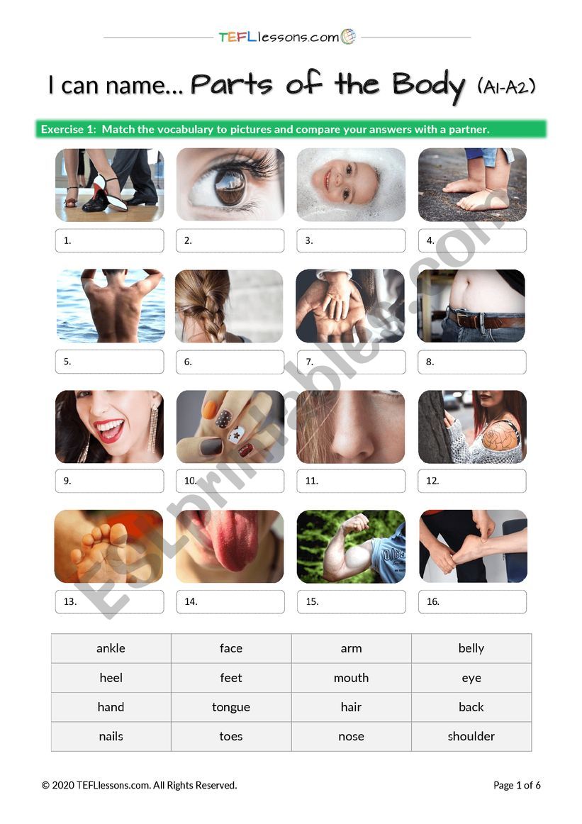 Parts of the Body Vocabulary worksheet