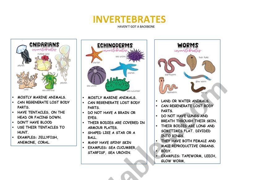 INVERTEBRATES worksheet