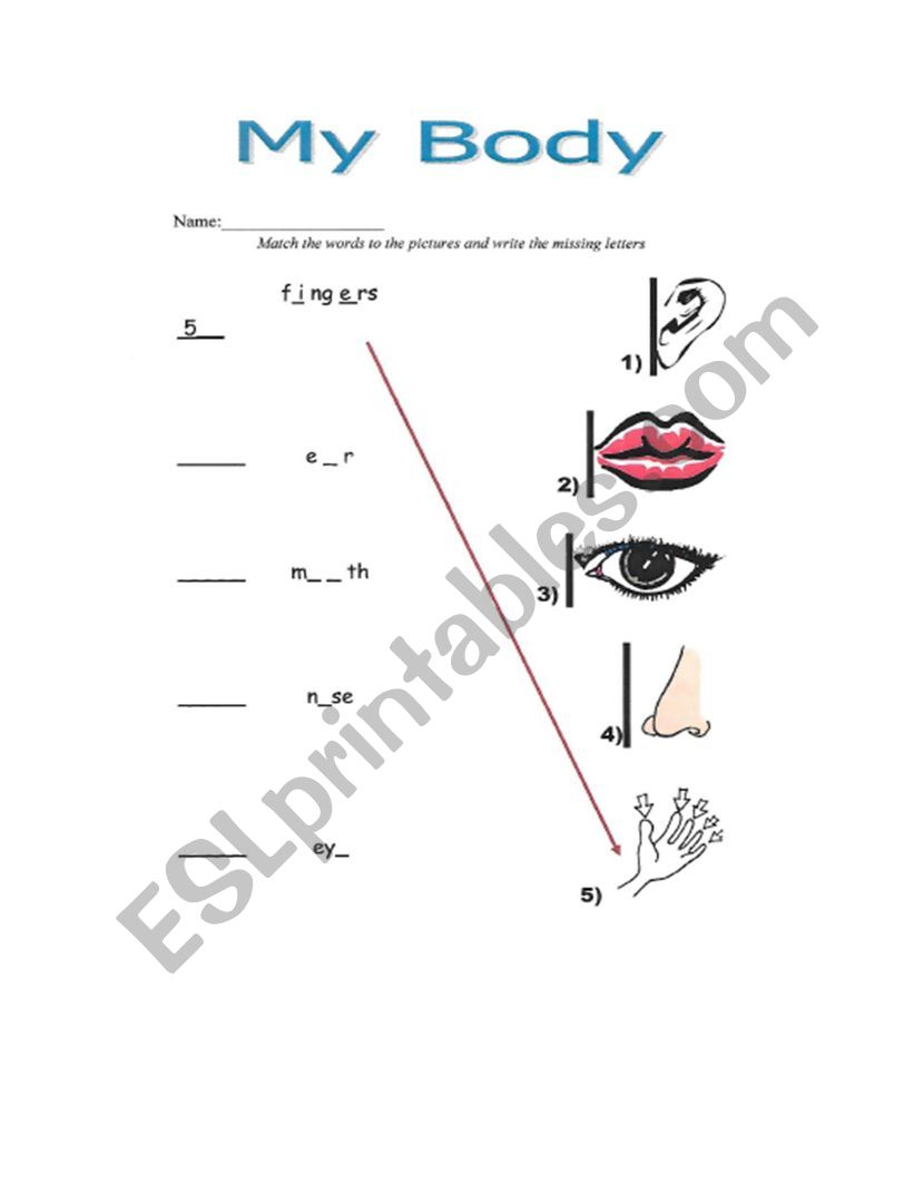 my body worksheet