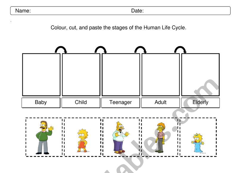 Human life cycle - The Simpson