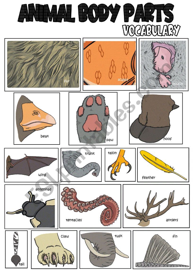 Animal body parts worksheet