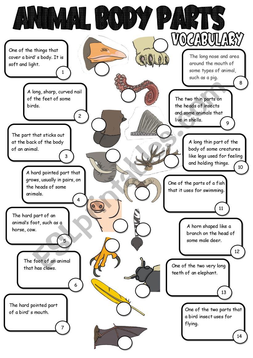 Animal body parts - exercises worksheet