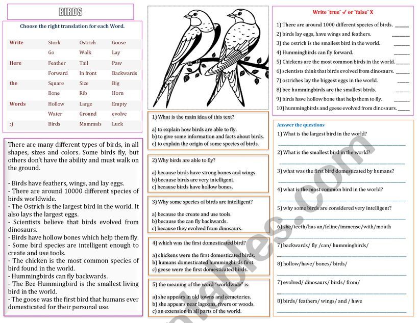 BIRDS worksheet