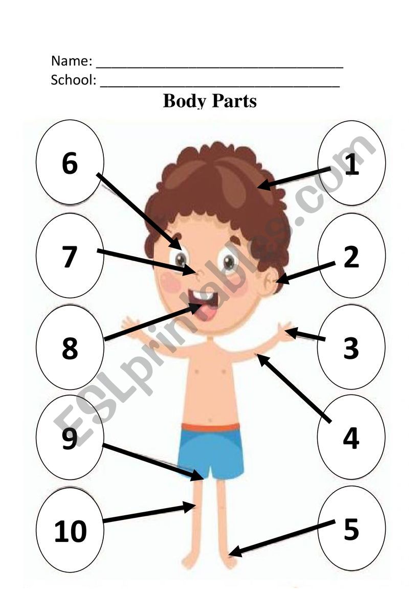 Body Parts worksheet