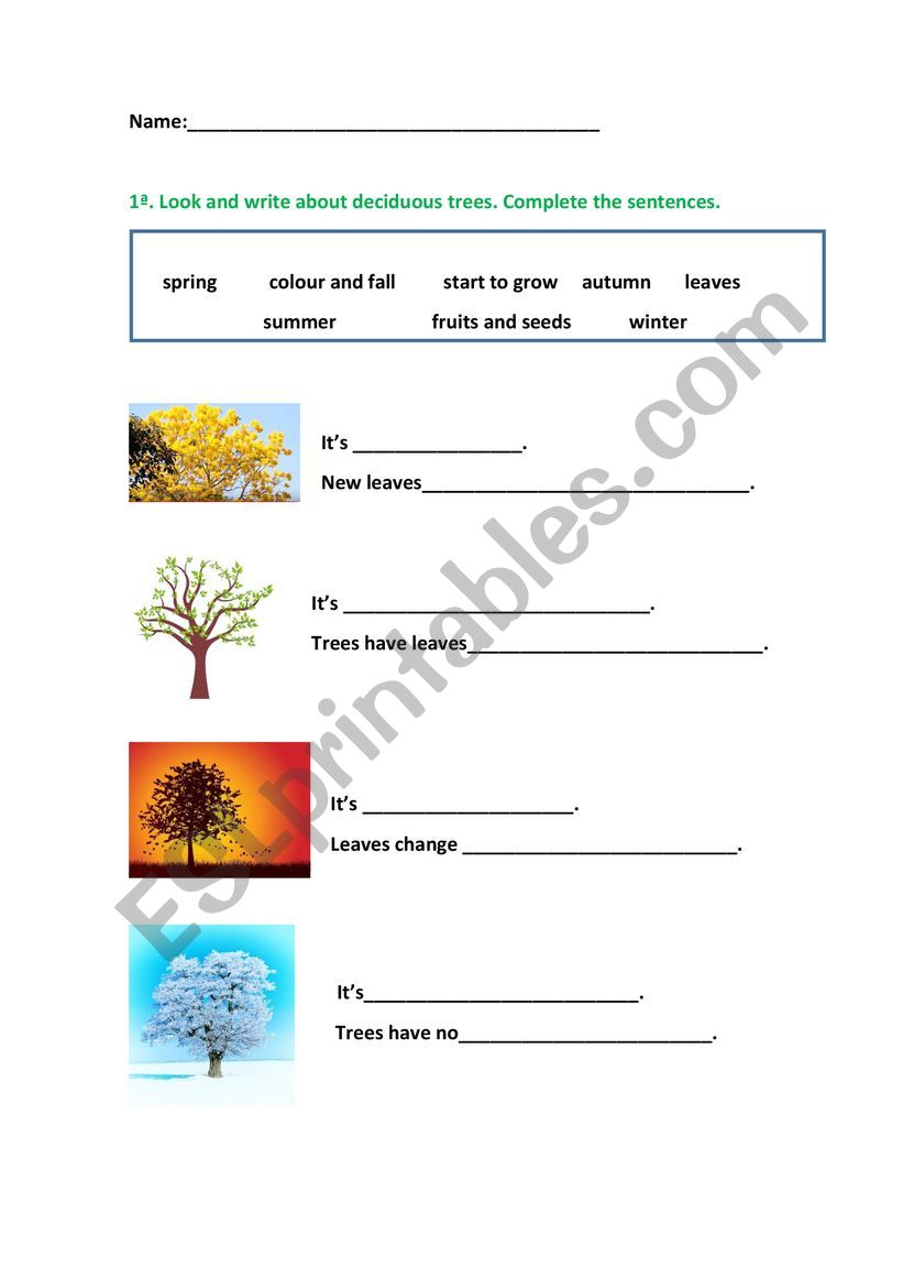 deciduous trees worksheet