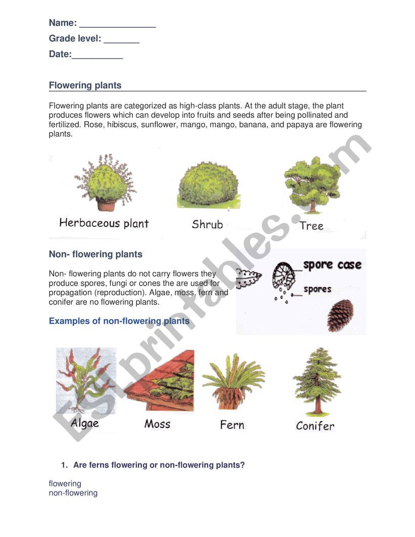 Flowering Worksheet worksheet