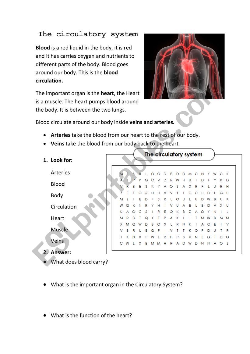 Circulatory system worksheet