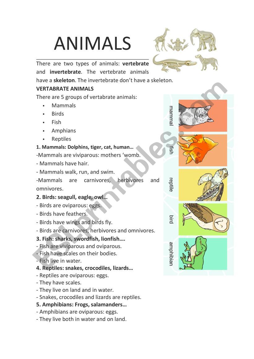 AnimalsÃ¯Â¿Â½ characteristics. Vertebrate.