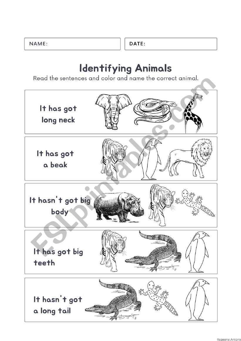 Animal worksheet worksheet