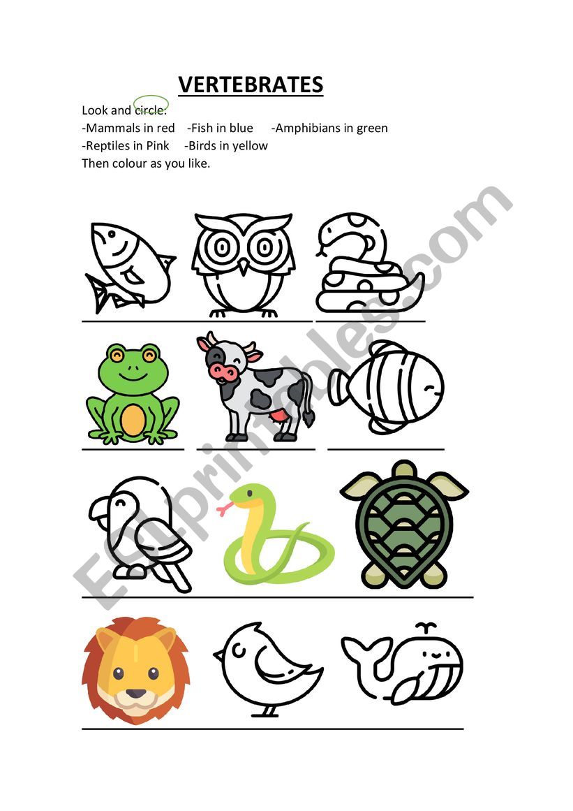 Vertebrates clasification worksheet