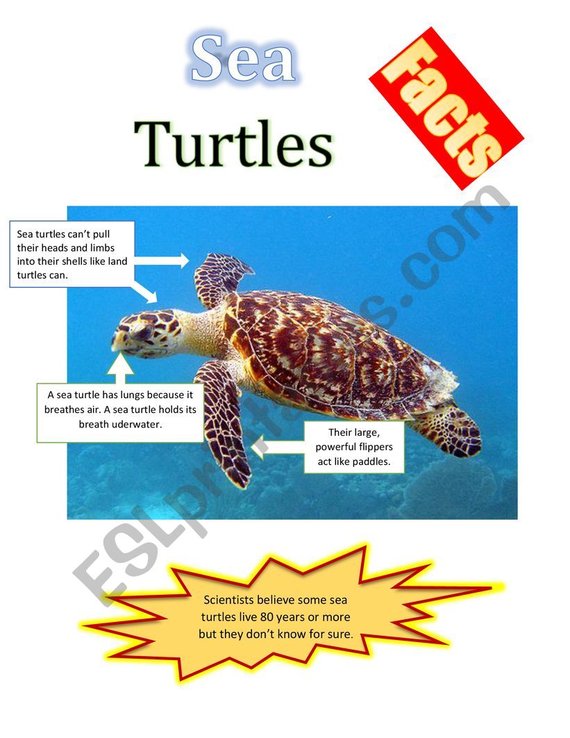Sea Turtles Facts worksheet