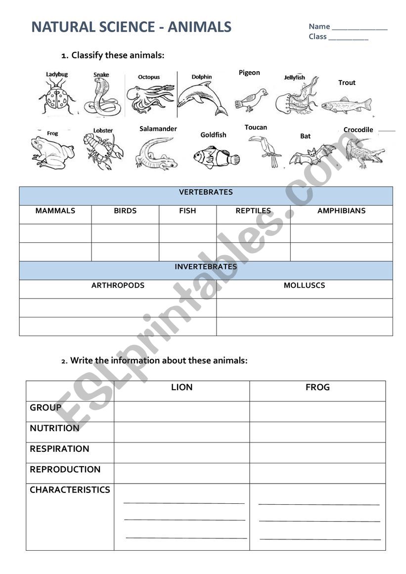 Animal classification worksheet