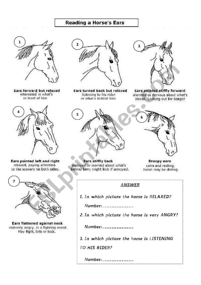 Horse�s ears communication worksheet