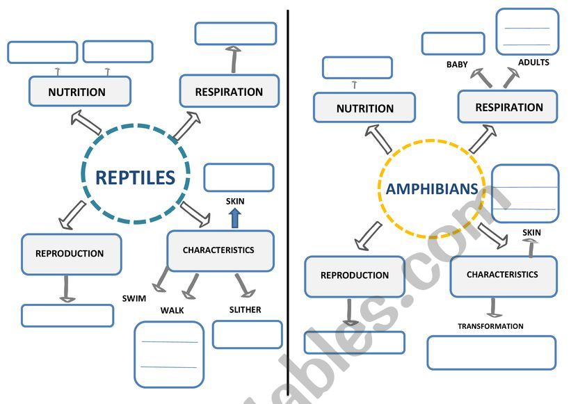 Reptiles and amphibians mind map