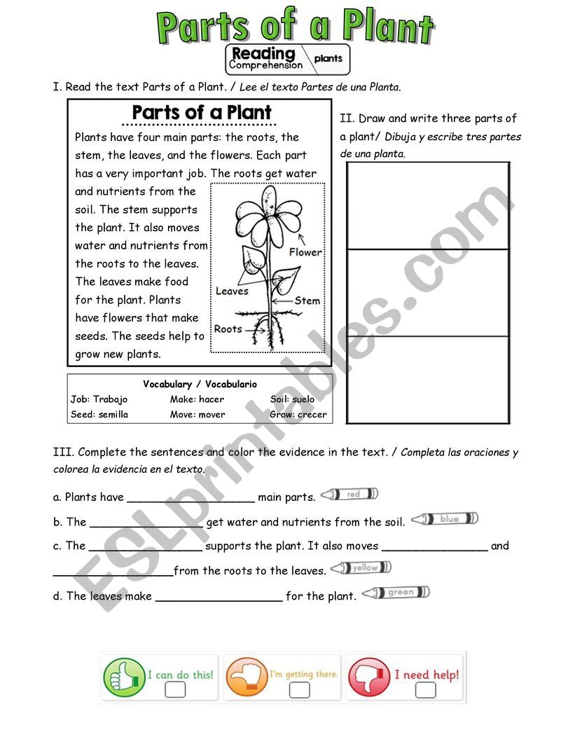 Parts of a plant  worksheet