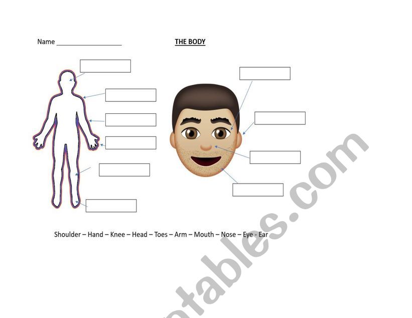 The Body  worksheet