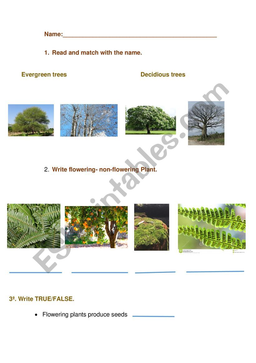 Plants and trees worksheet