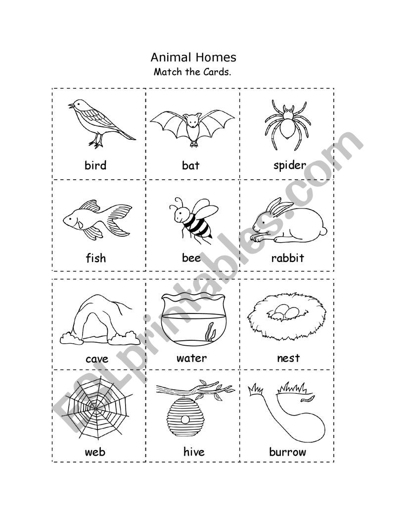 Animals worksheet