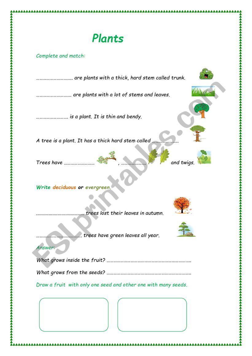 Plants worksheet