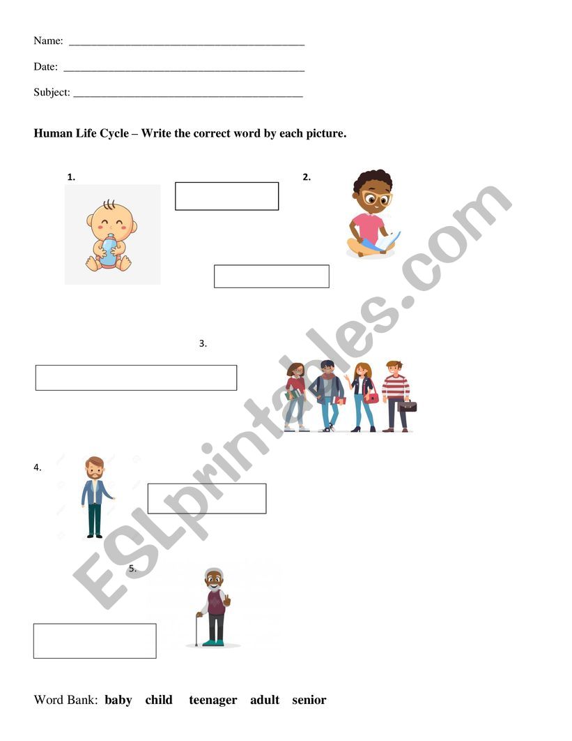 Human Life Cycle Esl Worksheet By Kamme