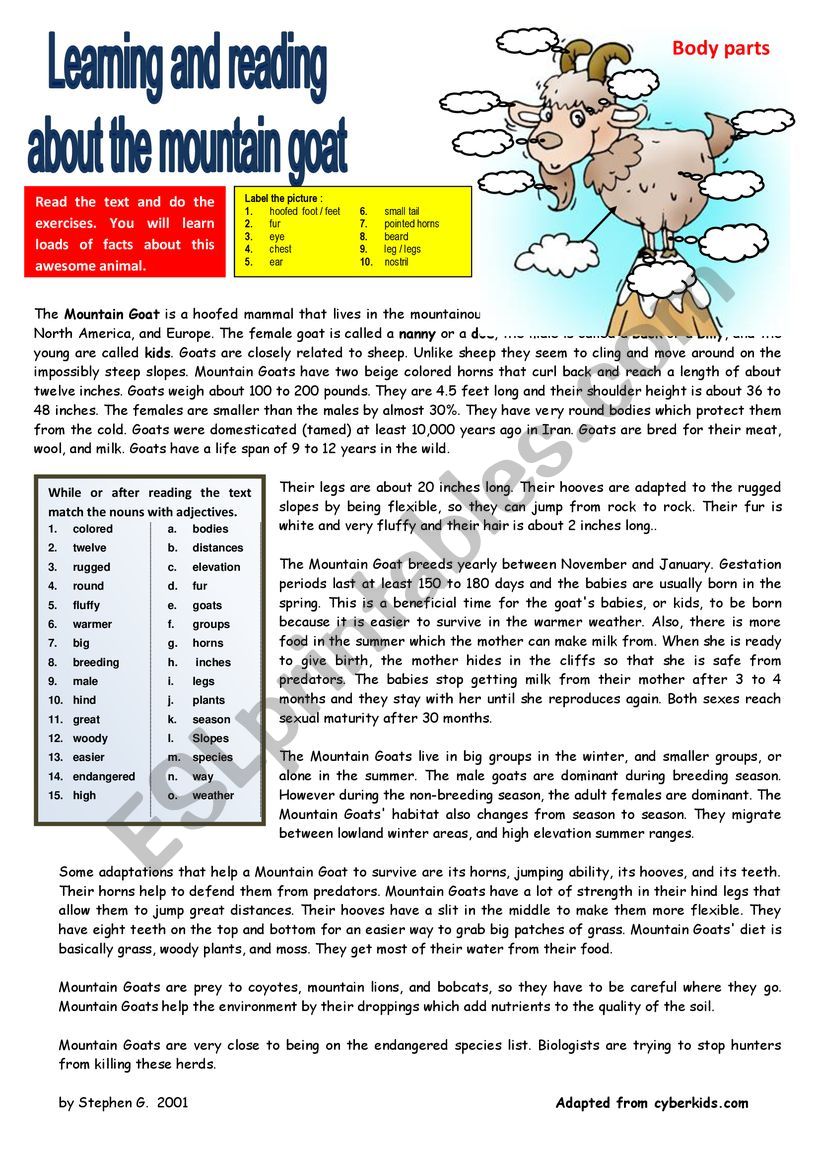 Learning and reading about the mountain goat - Reading + comprehension ex + KEY