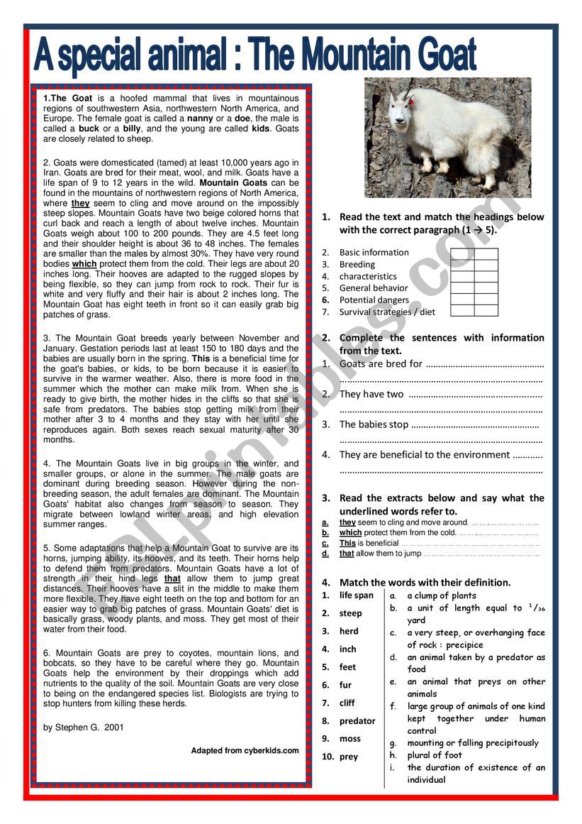 A special animal : The Mountain Goat - Reading + comprehension Ex + KEY
