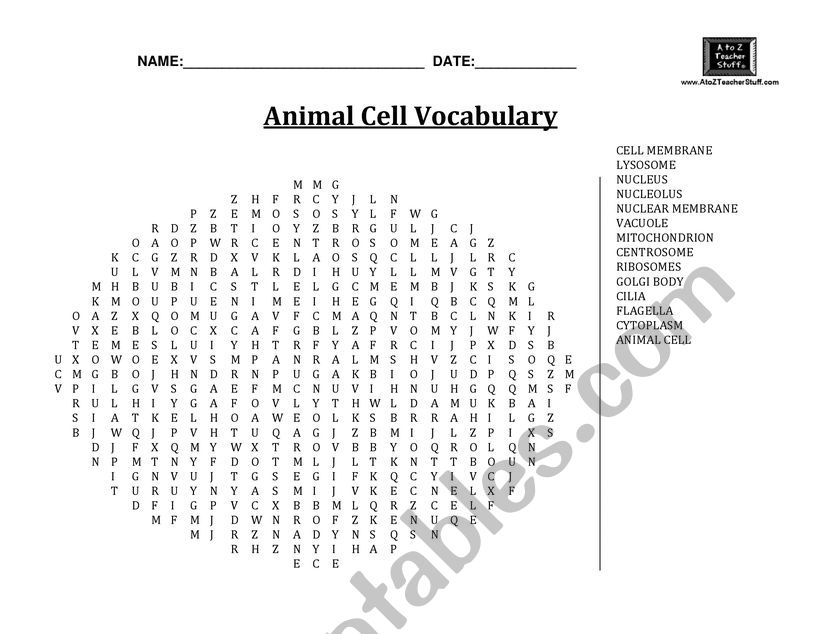 Animal Cell Vocabulary worksheet