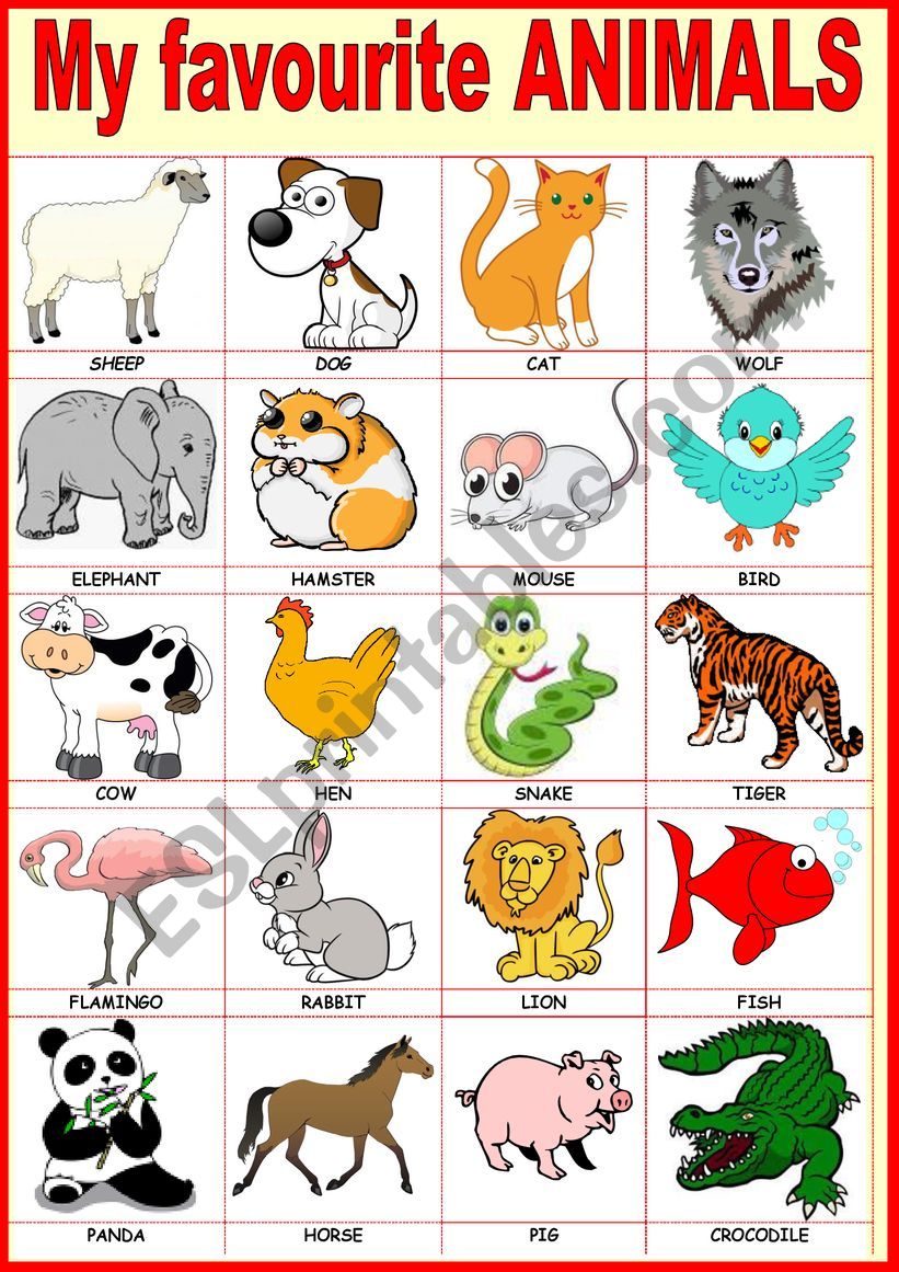 My favourite animals - ESL worksheet by karagozian
